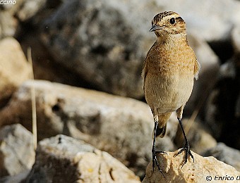 Animali 333